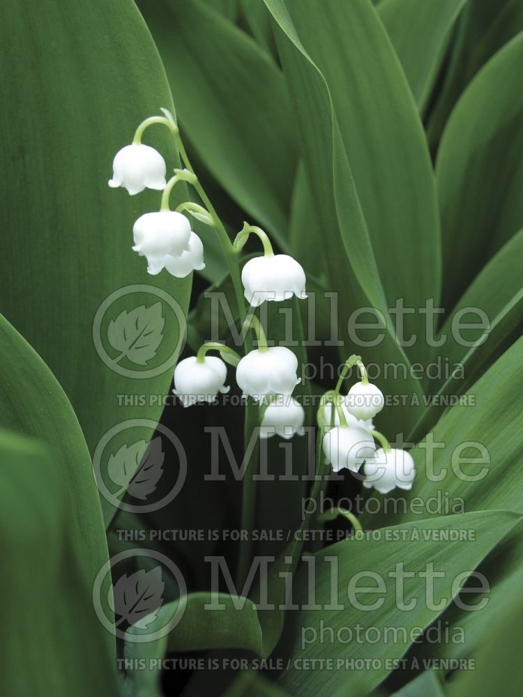 Convallaria majalis (Lily of the valley)  4