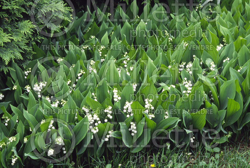 Convallaria majalis (Lily of the valley)  7