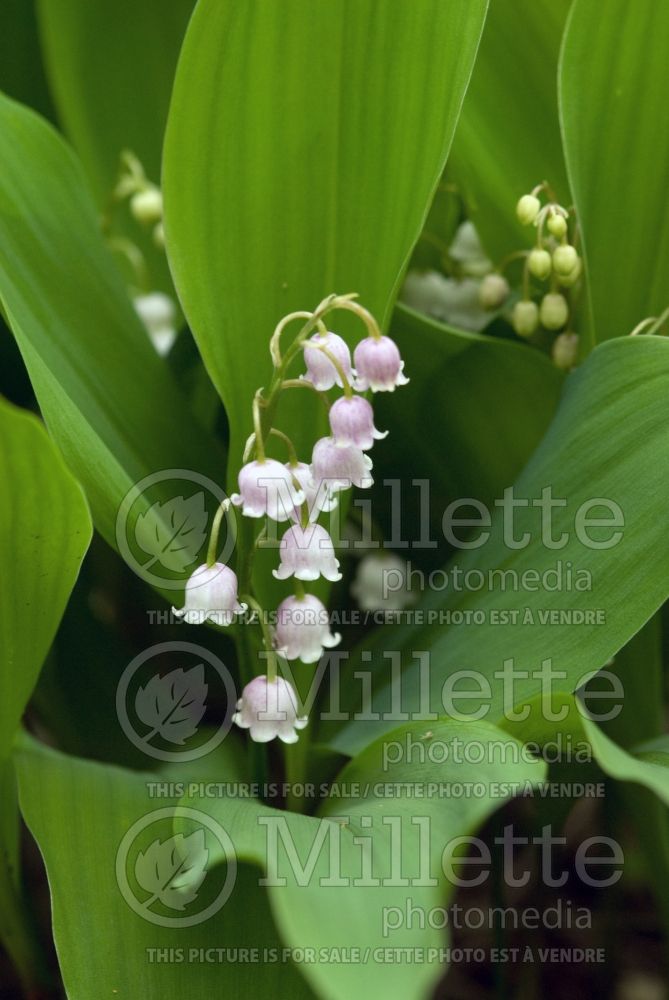 Convallaria Rosea (Lily of the valley)  2