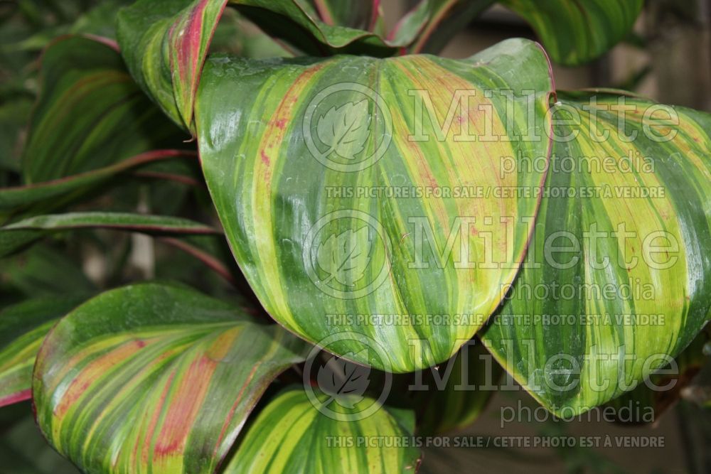 Cordyline Willy's Gold (False Dracaena cabbage tree Hawaiian ti plant) 1 