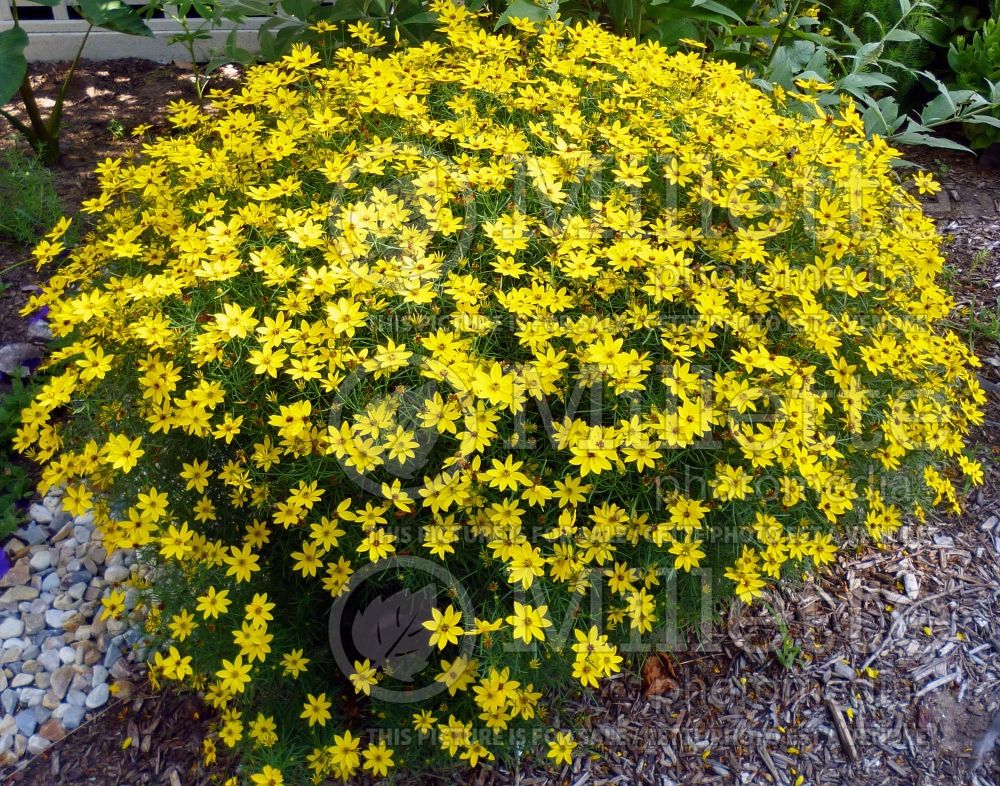 Coreopsis Gilded Lace (Tickseed) 1