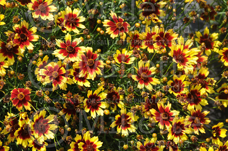 Coreopsis Summer Punch (Tickseed) 1 