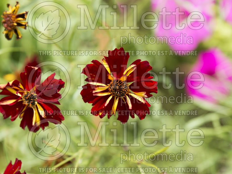 Coreopsis Roulette (Tickseed) 2