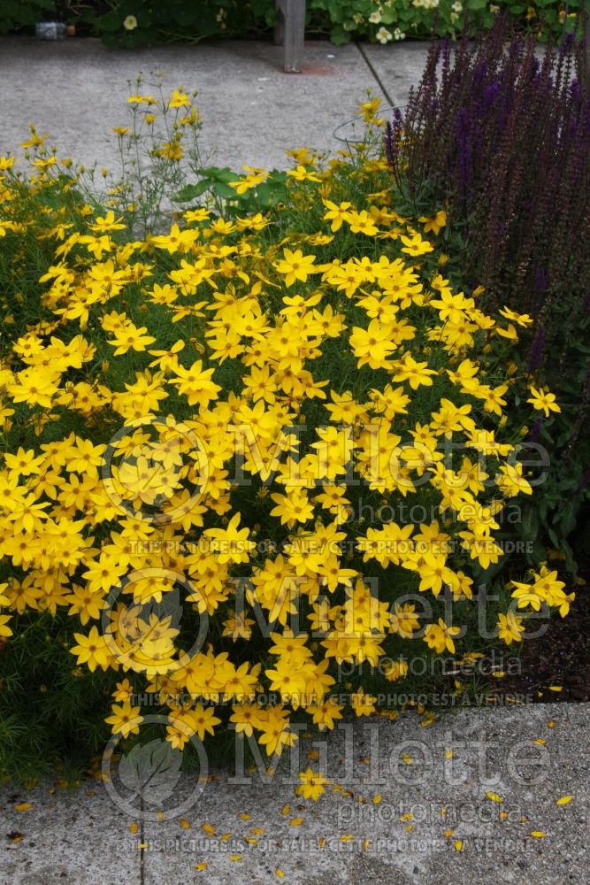 Coreopsis Golden Showers (Tickseed) 4