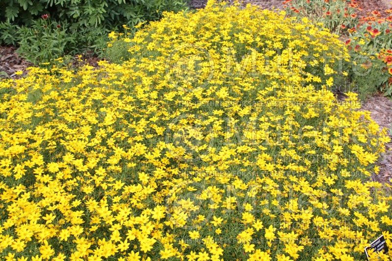 Coreopsis Golden Showers (Tickseed) 9