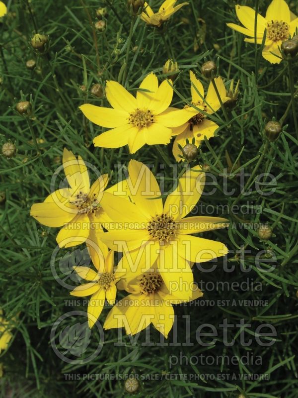 Coreopsis Golden Showers (Tickseed) 5