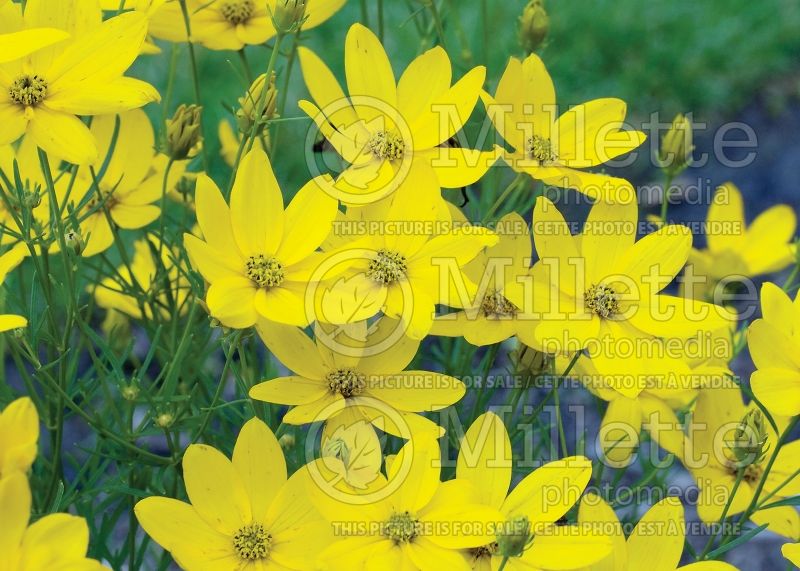 Coreopsis Golden Showers (Tickseed) 6