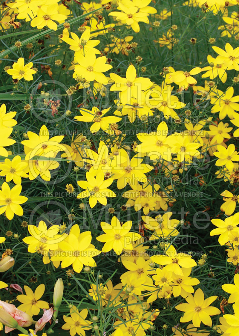 Coreopsis Golden Showers (Tickseed) 1