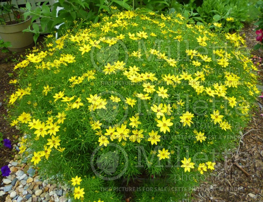 Coreopsis Golden Showers (Tickseed) 7