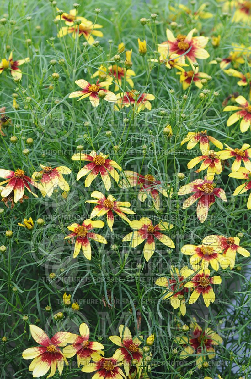 Coreopsis Route 66 (Tickseed) 1