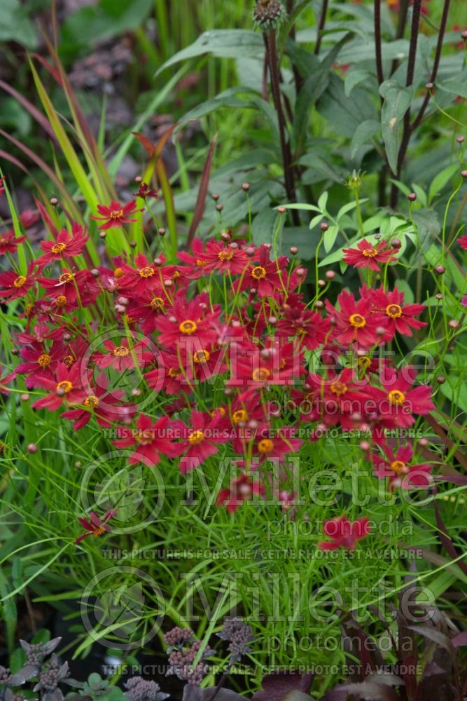 Coreopsis Ruby Red (Tickseed) 2