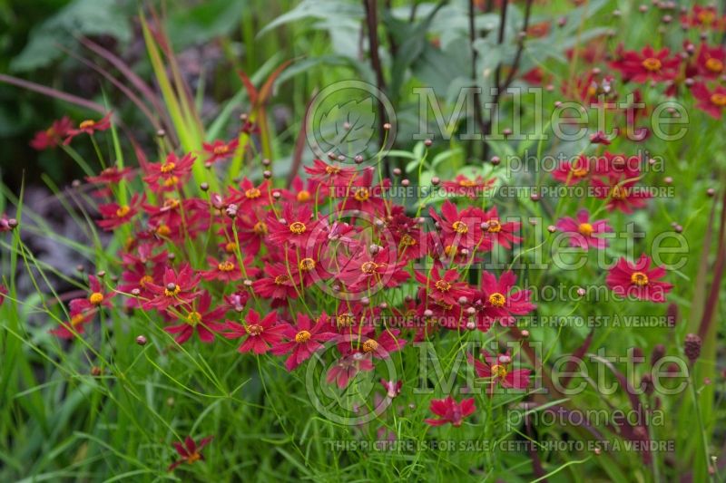Coreopsis Ruby Red (Tickseed) 1