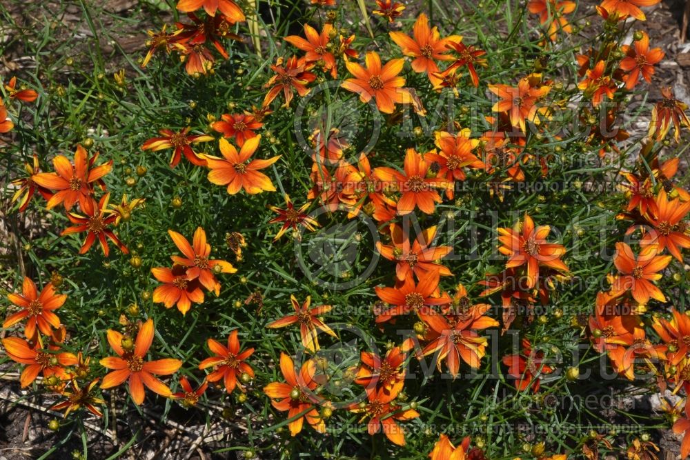 Coreopsis Sizzle & Spice Crazy Cayenne (Tickseed) 1 
