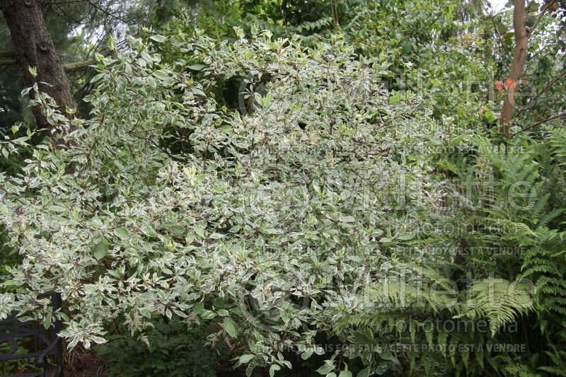 Cornus Elegantissima (Dogwood) 4 