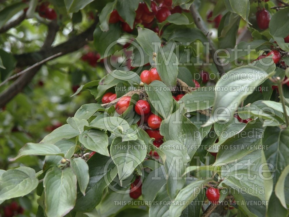 Cornus mas (Cornelian cherry Dogwood) 10 