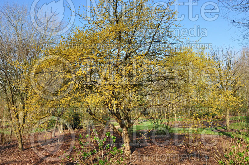 Cornus or Macrocarpium officinalis (Dogwood) 1 