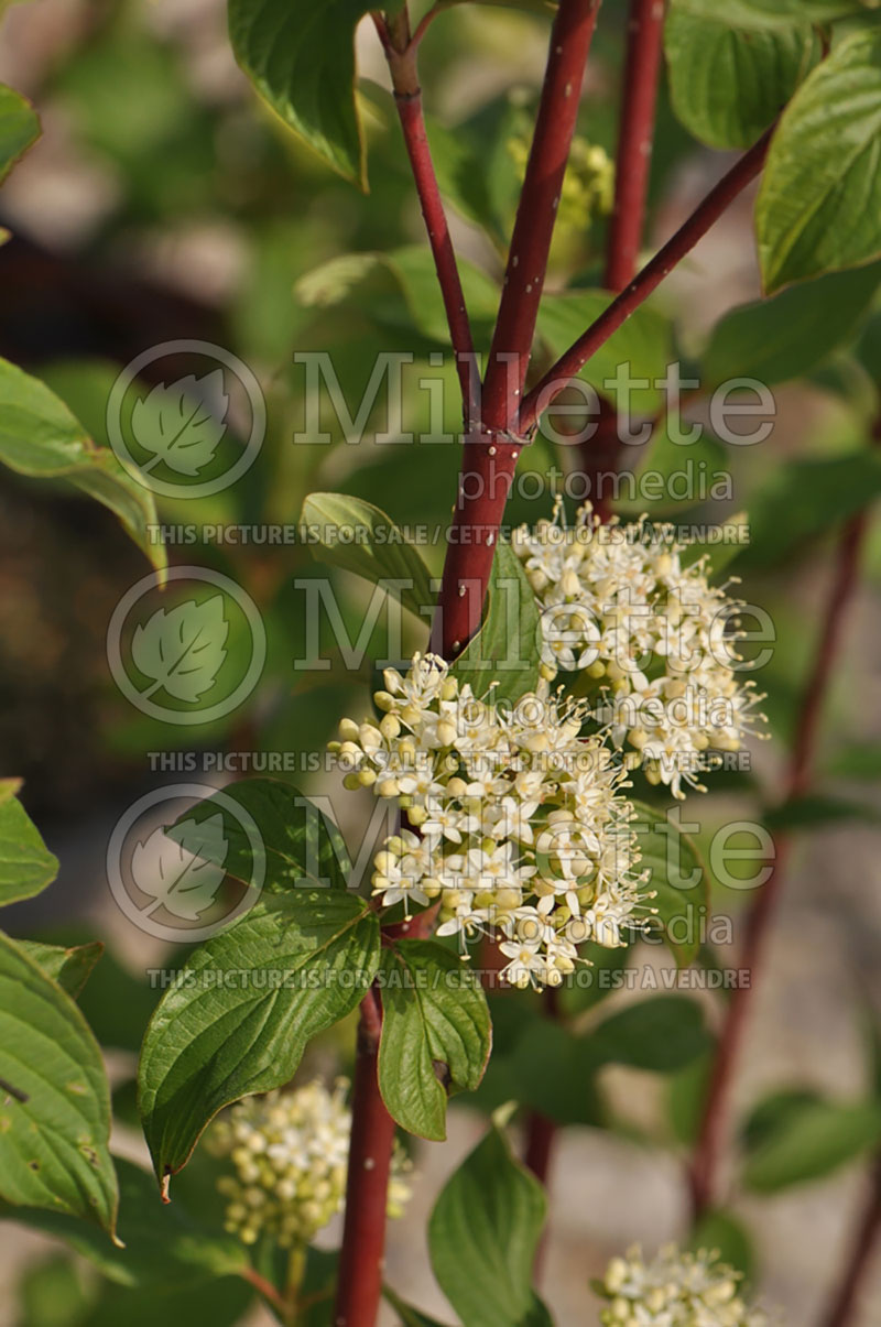 Cornus Baileyi (Red twig dogwood or red osier dogwood) 2 