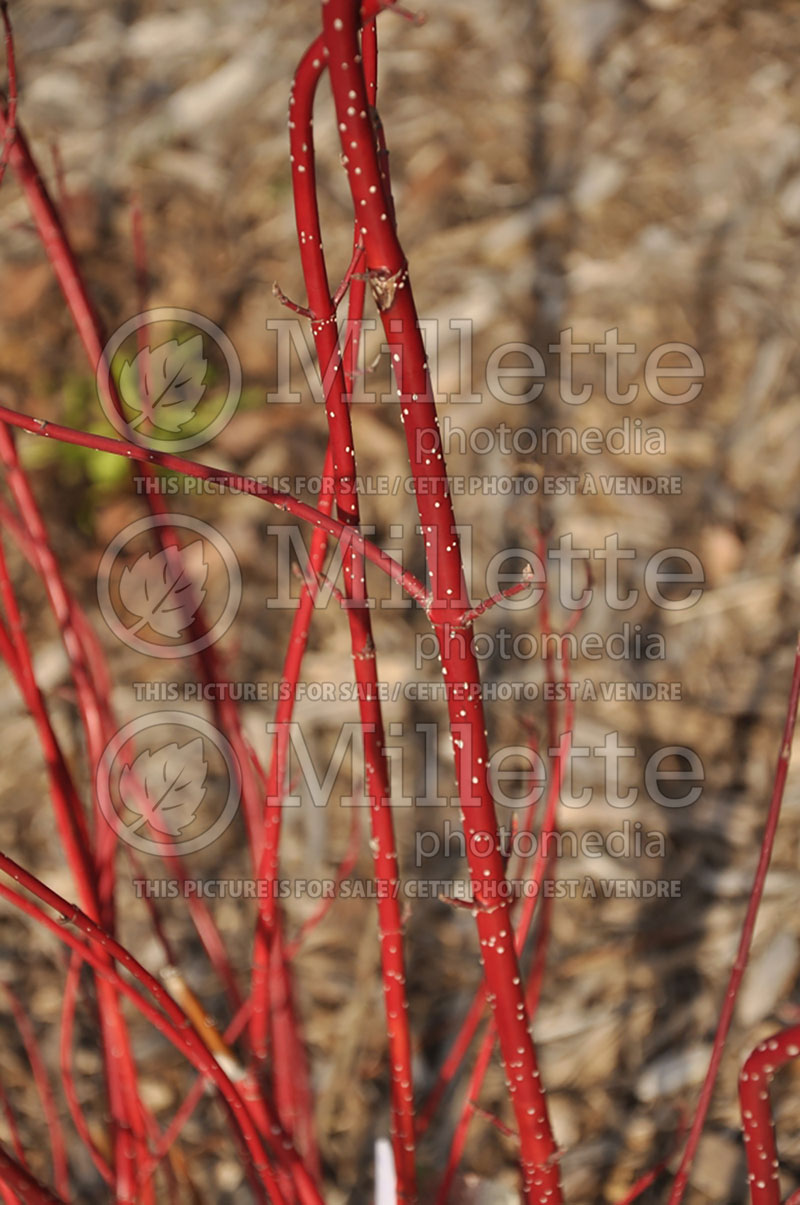 Cornus Baileyi (Red twig dogwood or red osier dogwood) 3 