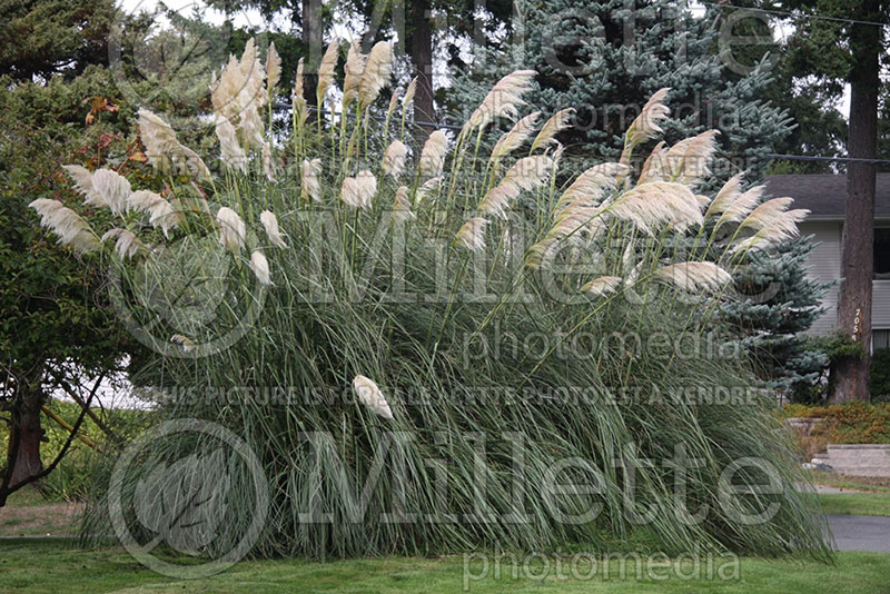 Cortaderia selloana (Pampas Grasses Ornamental Grass) 2 