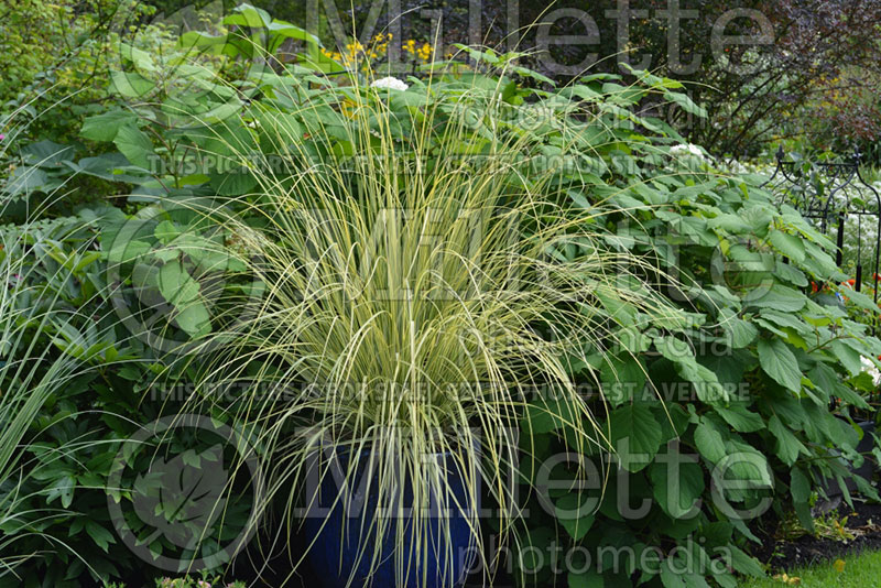 Cortaderia Splendid Star (Pampas Grasses Ornamental Grass) 1 