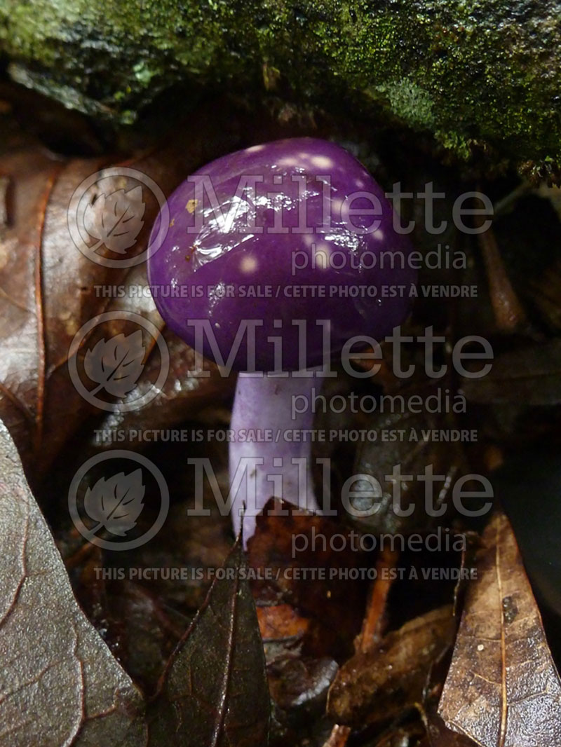 Cortinarius iodes (Spotted Cortinarius or viscid violet cort (Poisonous mushrooms) 1 