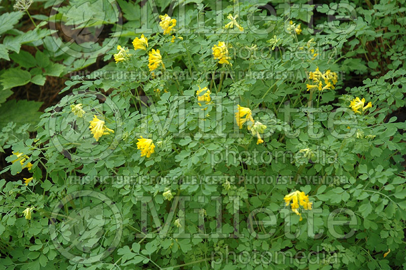 Pseudofumaria or Corydalis lutea (Corydalis Yellow Fumitory) 1