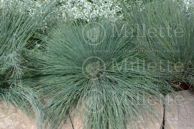 Corynephorus Spiky Blue (Clubawn Grass) 1 
