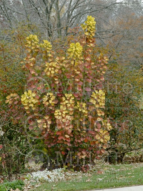 Cotinus Golden Spirit or Ancot (Smoketree) 2 