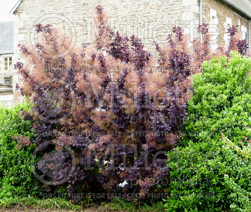 Cotinus Purpureus (Purple Smoke Bush) 1 