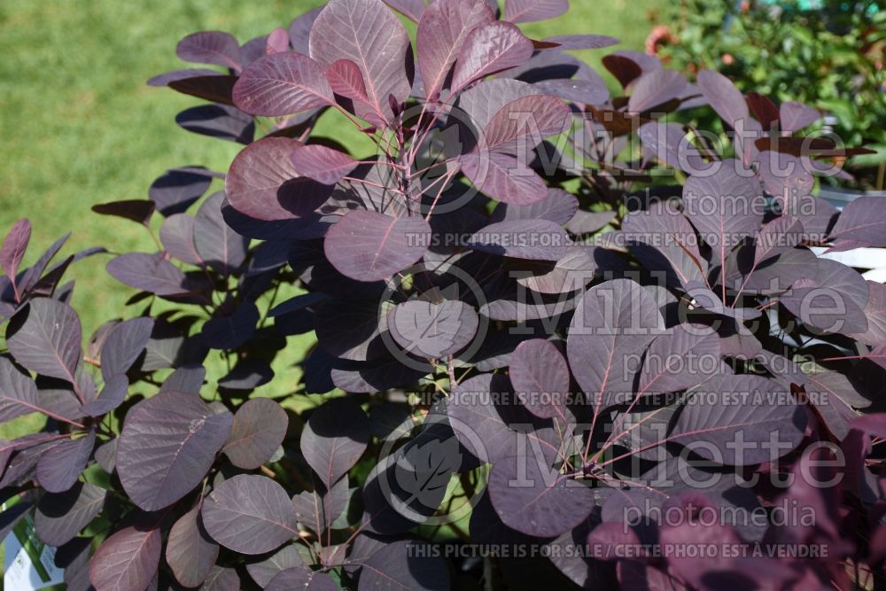 Cotinus Winecraft Black (Purple Smoke Bush) 1 