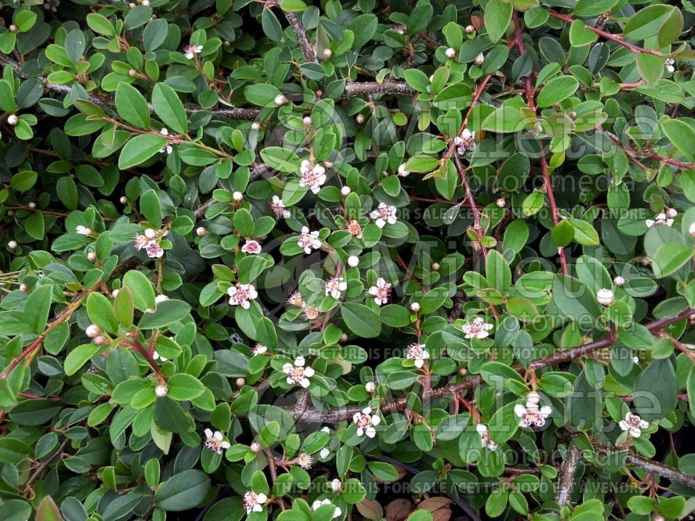 Cotoneaster Oakwood (Cranberry) 1 