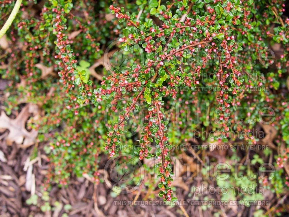 Cotoneaster Hessei (Cranberry) 4
