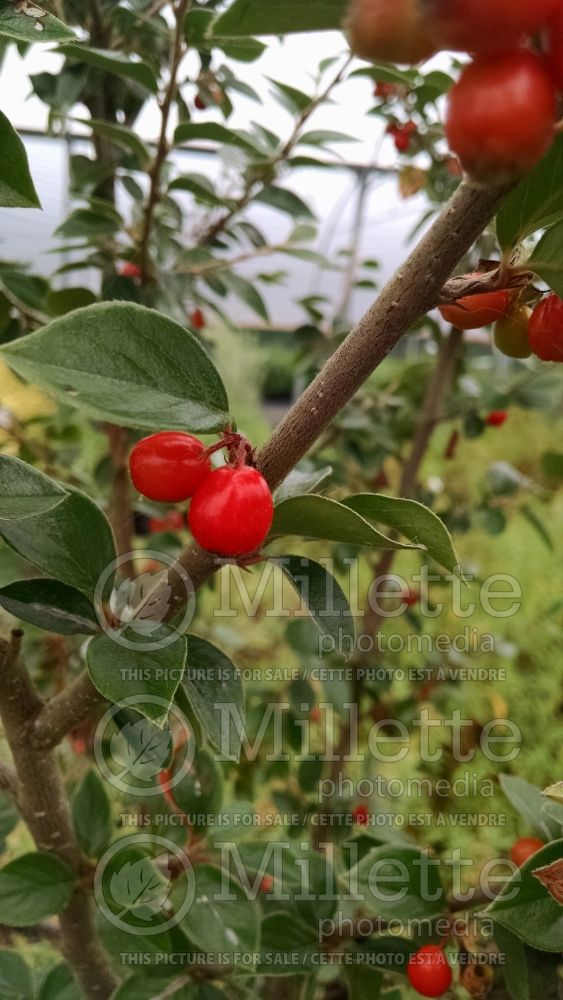 Cotoneaster simonsii (Cranberry) 1 