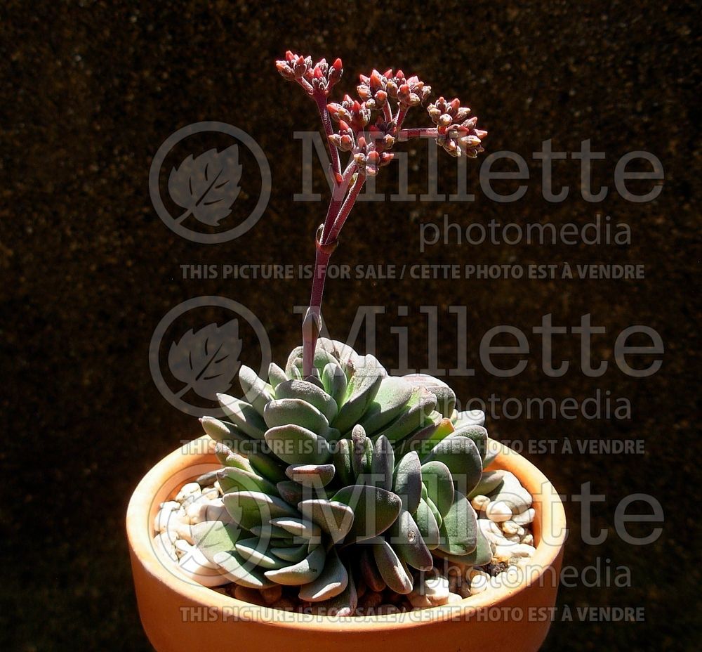 Crassula Coralita (Crassula succulent) 1