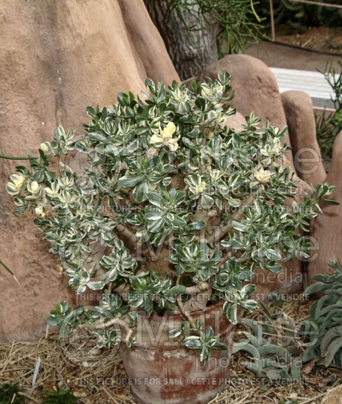 Crassula Variegata (Crassula Jade plant) 1 