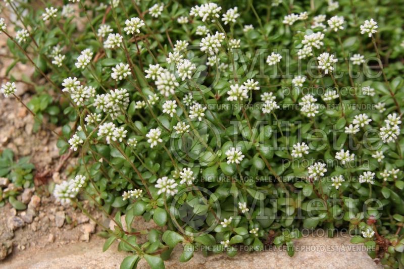 Crassula pubescens radicans (Crassula) 1 