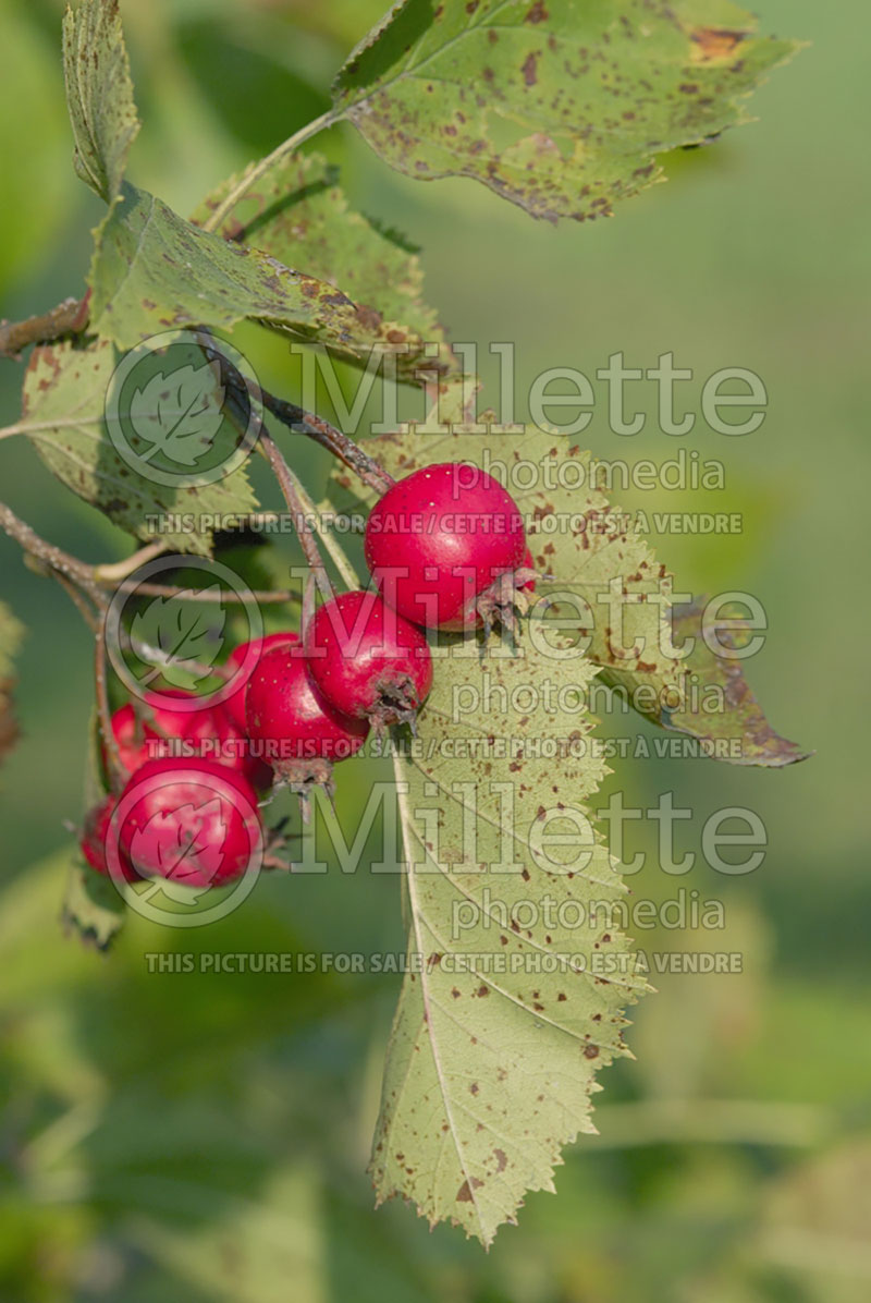 Crataegus rotundifolia (Round-leaf Hawthorn) 2 