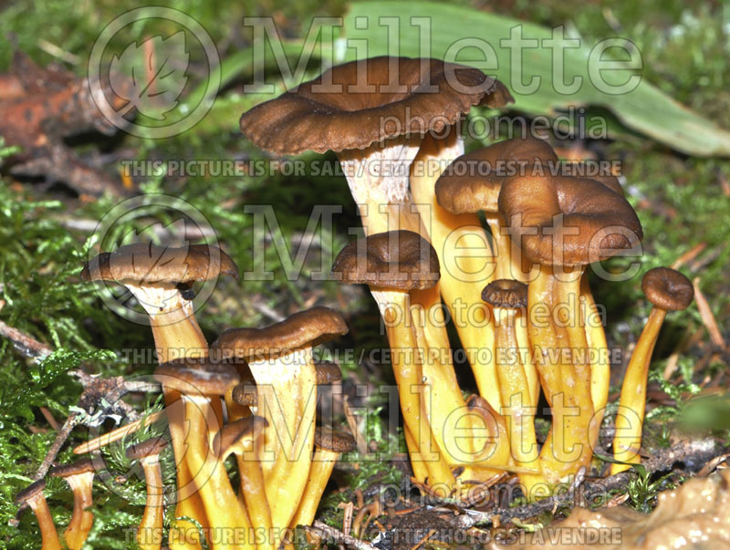 Craterellus tubaeformis (Yellowfoot, winter mushroom, or Funnel Chanterelle) (Edible mushroom) 16 