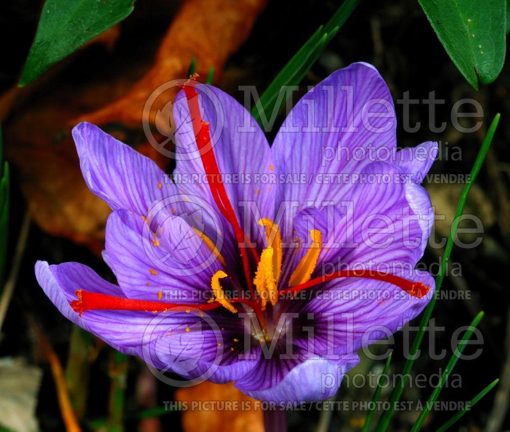 Crocus sativus (Crocus Saffron) 1 
