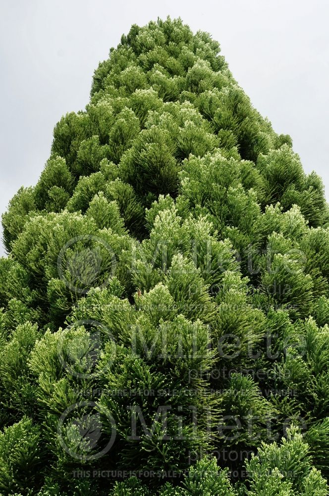 Cryptomeria Rein's Dense Jade (Japanese cedar, conifer) 1  