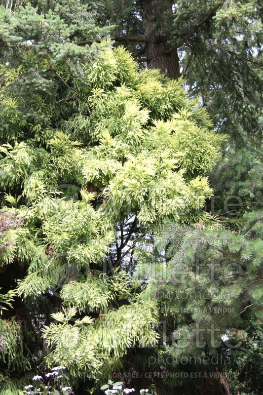 Cryptomeria Sekkan-sugi (Japanese cedar, conifer)  1 