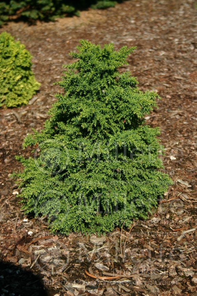 Cryptomeria Tansu (Japanese cedar, conifer)  2 