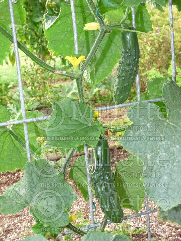 Cucumis Marketmore (Cucumber vegetable) 2
