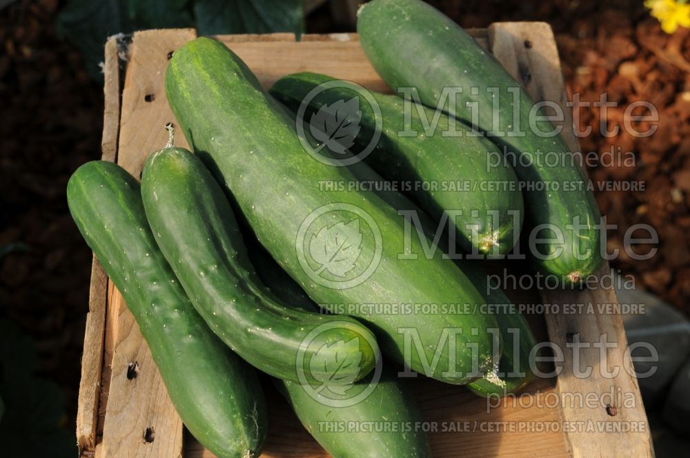 Cucumis Peticue (Cucumber vegetable) 1