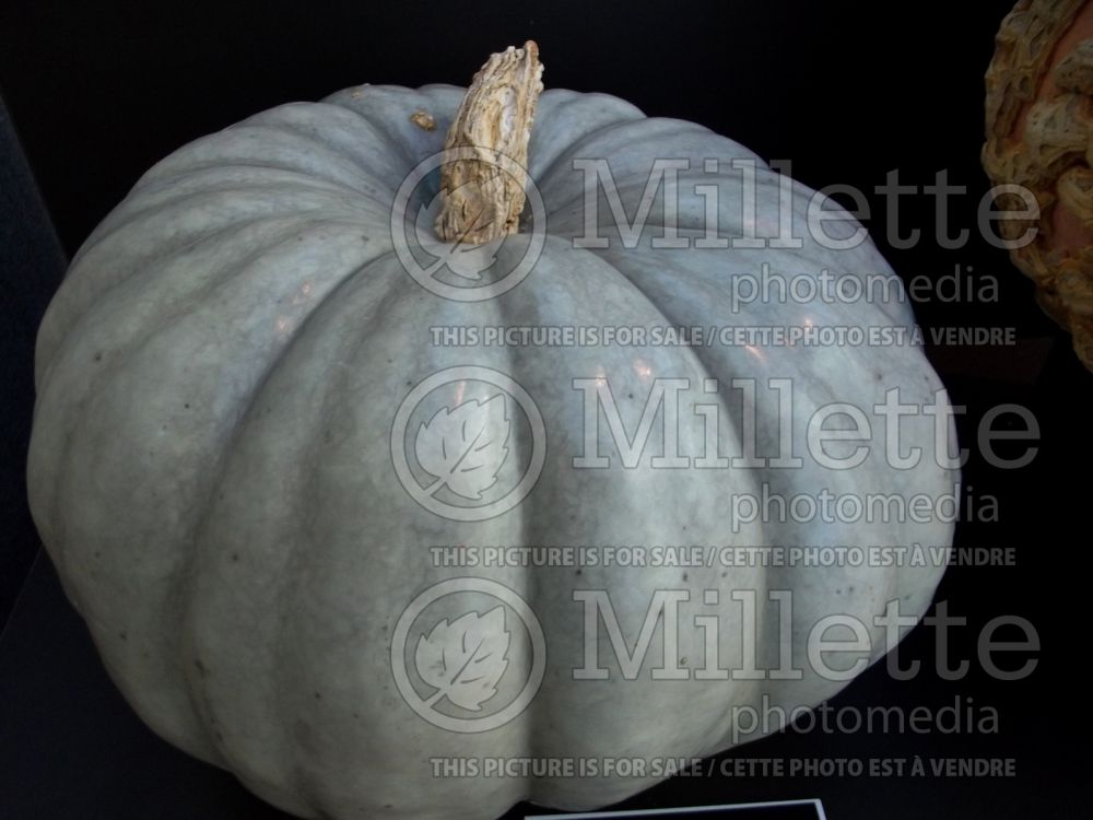 Cucurbita Jarrahdale (Squash pumpkin) 2