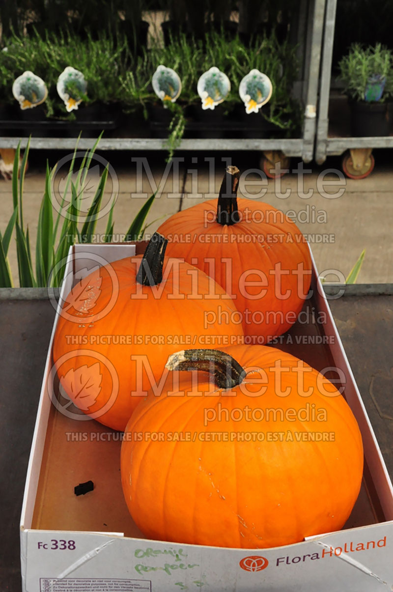 Group of pumpkins in autumn fall (Ambiance) 51
