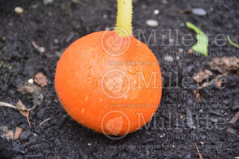 Cucurbita Orange Summer (Pumpkin, Winter Squash) 1