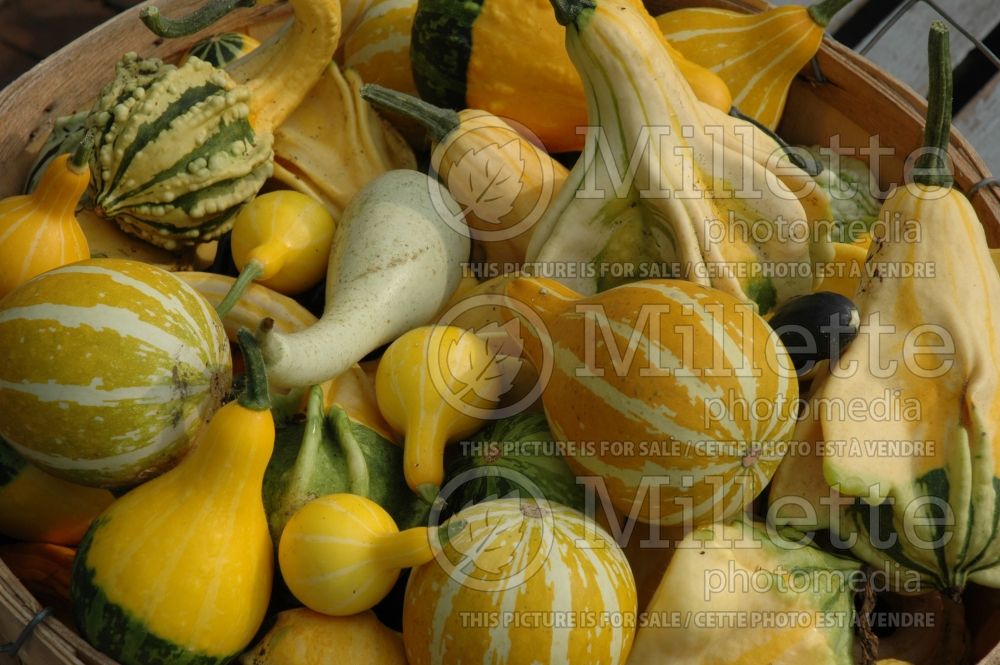 squashes in group (Squash vegetable - courge) 1