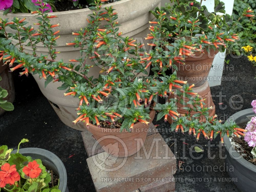 Cuphea Vermillionaire (Firecracker Plant Cuphea) 6 