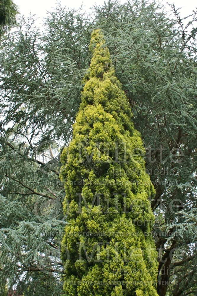 Cupressus Swane's Golden (Cypress conifer) 5